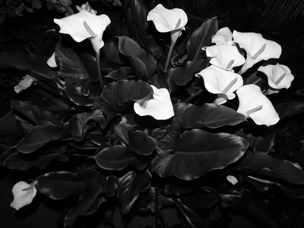 still life photography: Landscape #5 | Fine art print by G.W. Smithson